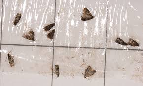 Image result for Lobesia botrana grapevine