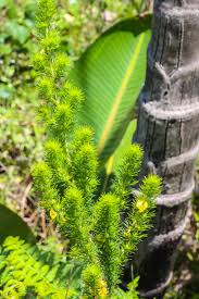 Image result for Monopsis stellarioides