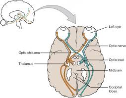 The sense organs, including the eye, contain receptors that are sensitive to stimuli and respond with reflex actions. Basic Structure And Function Of The Nervous System Anatomy And Physiology I