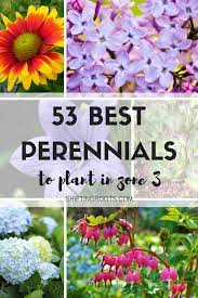53 Favourite Perennials To Plant In Zone 3 Shifting Roots Perennial Garden Plans Shade Perennials Shade Loving Perennials