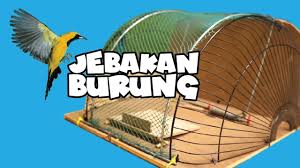 Maybe you would like to learn more about one of these? Membuat Jebakan Burung Menggunakan Kipas Angin Bekas Youtube