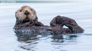 Check spelling or type a new query. Sea Otter Adaptations Lesson For Kids Video Lesson Transcript Study Com