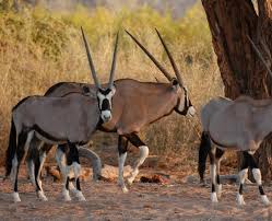 Image result for Oreosyce africana