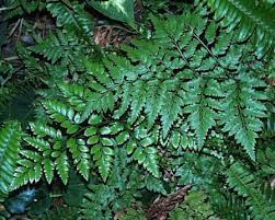 Image result for Rumohra adiantiformis