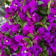Purple Queen Bougainvillea Flower Garden Bougainvillea Easy Garden