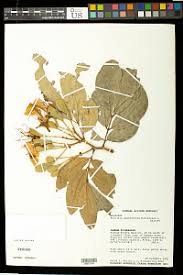 Image result for Berlinia grandiflora