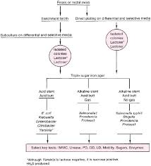 Isolation Techniques For Enteric Pathogens The