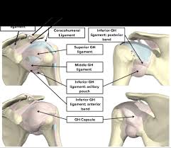 We did not find results for: Anatomy Of The Shoulder Part 2 Ligaments And Capsules Mujo