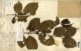 Image result for Psydrax parviflora