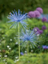 Everlasting Alliums Gardeners Com Metal Flowers Plants Love Flowers