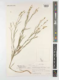 Image result for Polygala petitiana