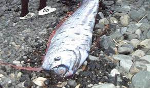 In march of 2011, an earthquake and tsunami off the pacific coast of japan near tohoku severely disrupted life on land and at sea. Japan On Earthquake And Tsunami Alert After Seven Giant Deep Sea Fish Wash Up Dead World News Express Co Uk