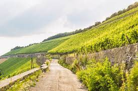 Die identität des amokläufers von würzburg ist geklärt. Die Wurzburger Weinberge Unterwegs Auf Dem Stein Wein Pfad Reiseblog Secluded Time