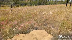 Image result for Cymbopogon pospischilii