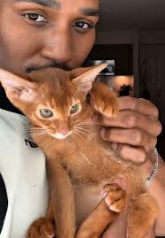 Abyssinian Cat Baby