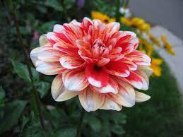 Dahlia Dahlia Flower Dahlia Flower Meanings