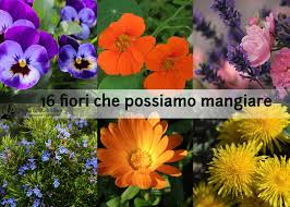In attesa di pubblicare la seconda puntata su ortocolto, breve pausa per mostrarvi il qualche metro più avanti ho trovato qualche spiga già fiorita del vitex agnus castus, che ho aggiunto al bouquet, insieme a qualche infiorescenza di verbascum. 16 Fiori Commestibili Da Raccogliere E Mangiare Naturopataonline