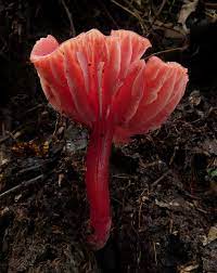 Hygrocybe Rubrocarnosa Stuffed Mushrooms Plant Fungus Mushroom Fungi
