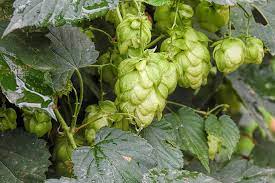 Check spelling or type a new query. How To Grow Your Own Hops Everything You Need To Know