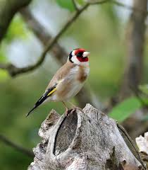 Adding new food sources is one of the easiest and most effective ways to attract new birds to your backyard. How To Attract Goldfinches To Your Garden Garden Bird Feeder