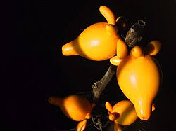 Image result for Solanum schumannianum