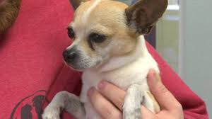 Adopting a shelter pet can be one of the most rewarding things you will ever do. Struggling To Pay For Pet Food Get Help In The Orlando Area