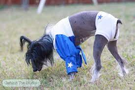 Dallas Cowboys Cheerleaders Dog This Is So Wrong Dallas Cowboys Cheerleader Costume Chinese Crested Dog Dallas Cowboys Cheerleaders
