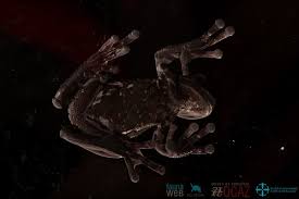 Image result for Hyloscirtus criptico