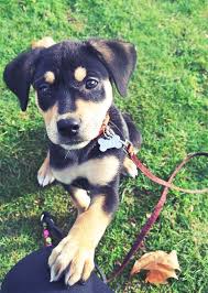 Katie is being placed for adoption by owner for the following reason: Home Rottweiler Mix Rottweiler Mix Puppies Mix Puppies