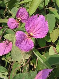 Image result for Diospyros consolatae-rotundifolia intermediates
