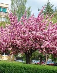 Image result for Hydrangea macrophylla bela obrázek