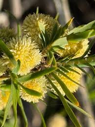 Image result for Ophrestia