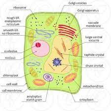Plant Cell Science Diagram Clipart By Poppydreamz Plant Cell Plant Cell Diagram Science Diagrams