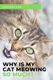 Why Is My Cat Meowing So Much 4 Types Of Cat Meows In 2020 Cat Behavior Cat Care Types Of Cats