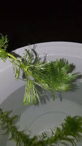 Image result for Ceratophyllum submersum