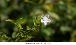 Image result for Jasminum fluminense