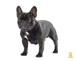 Blue pied boy have the best personality, he loves kids and price $5000. French Bulldog Price Avilable For Sale In Hyderabad Dogzadda