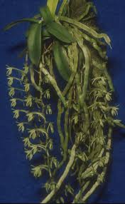 Image result for Angraecopsis amaniensis