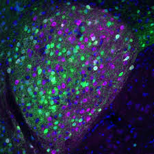 The Neurobiology Of Noshing Why Is It So Easy To Overeat