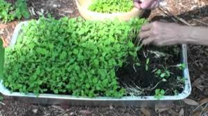 Research suggests applying the paste made from the leaves to the scalp promotes hair growth and preserves to get the maximum benefit, first, soak fenugreek seeds in water overnight. How To Grow Fenugreek Leaves Kasoori Methi Video Instructions By Bhavna Youtube