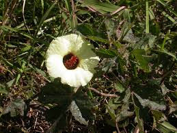 Image result for Hibiscus diversifolius
