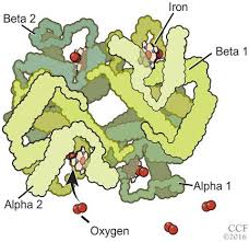 I can run a simple test to help you understand if polycythemia type chuvash is related to your symptoms. Erythrocytosis Due To Presumed Polycythemia Vera Cleveland Clinic Journal Of Medicine