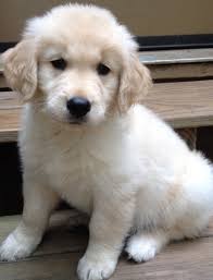 Be sure to check out our puppy page! Dfdfg Golden Retriever Puppies For Sale Handmade Michigan