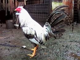 Lihat ide lainnya tentang gambar, gambar lucu, lucu. Gambar Ayam Philipina Bolavita Menjadi Agen Sabung Ayam Filipina By Jackieperuna10 Issuu Ayam Bangkok Memang Sudah Terkenal Dengan Keunggulannya Renaldo Alfred