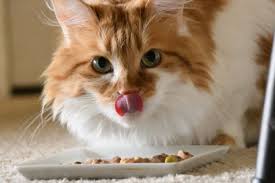 Kedi Zehirlenmelerinde Yapilmasi Gerekenler Bursada Bugun Bursa Bursa Haber Bursa Haberi Bursa Haberleri Bursa