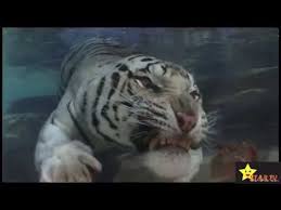 Video two sea cat swimming in watertank can be used for personal and commercial purposes according to the conditions of the purchased. Big Cats Swimming Underwater Youtube