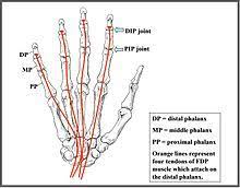 The fds inserts on the midportion of the. Jersey Finger Wikipedia