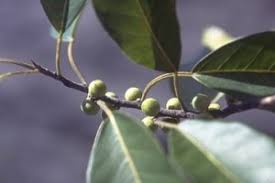 Image result for Ficus amadiensis