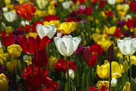 Refers to person, place, thing, quality, etc. Plantas Arboles Y Flores Vocabulario Guia Estudio 2020