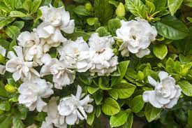 Check spelling or type a new query. 15 Most Fragrant Outdoor Flowers Best Smelling Plants For Garden